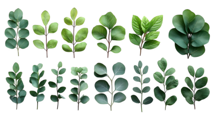 Assorted green plant elements set including leaves and branches, natural botanical design, isolated on white background