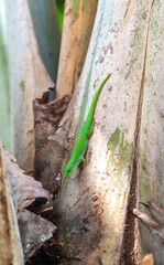 Bright green gecko on the trunk of a tropical tree in Seychelles forest