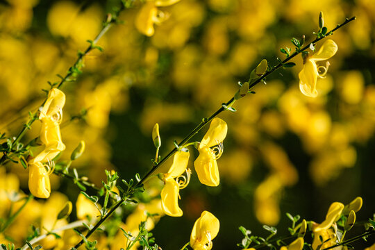Fleurs de gen&ecirc;t