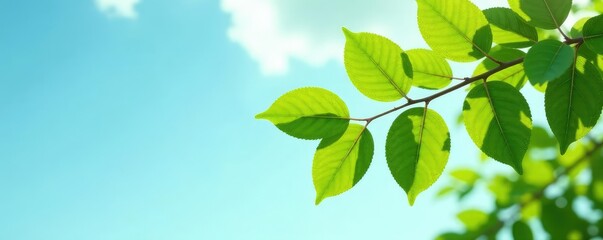 Obraz premium Large branch with leaves isolated against a sky, leaves, foliage, large