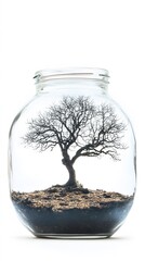 Leafless oak tree in a glass jar, on a white background