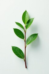 Fototapeta premium Single stem with small leaves on white background, texture, plant