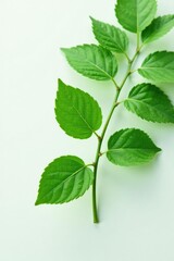 Soft green leaves with delicate veins spread across a clean white surface, clean, white, plant