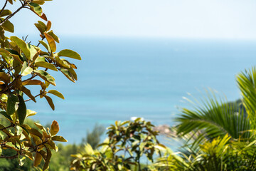 Chalta tree (Dillenia indica) leaves in the foreground with a blurred tropical ocean