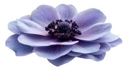 Blooming purple flower with layered petals and rich texture isolated on white background