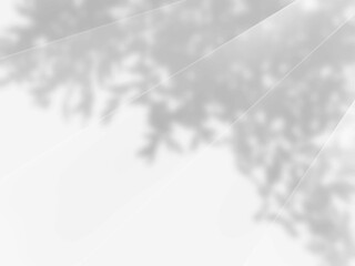 木の影と光が美しい背景