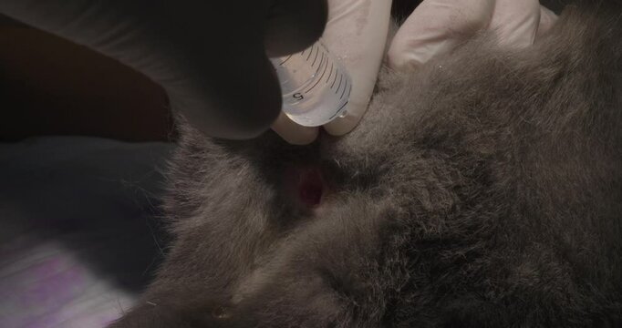 The sanitation of the bladder at the cat through the urinary catheter The veterinarian performs the rinse of the bladder at the cat using the urinary catheter and a syringe with a transparent liquid.