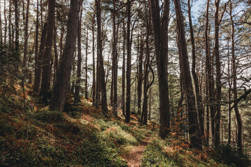 forest in autumn Scotland