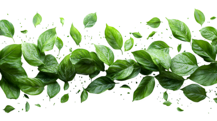 Dynamic green leaves arc with flowing motion and organic shape isolated on white background