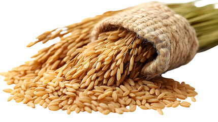 Ears of rice with golden grain clusters and long stems isolated on white background
