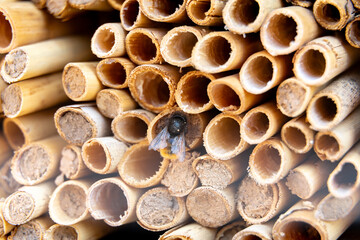 closeup of lakebed reeds natural habitat for mason bees