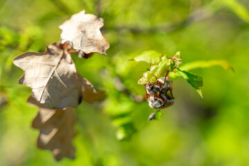 closeup view of May bugs on tree branches