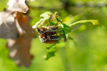 closeup view of May bugs on tree branches