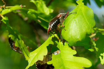 closeup view of May bugs on tree branches