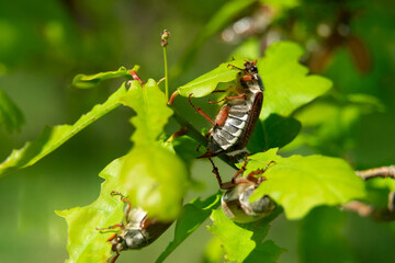 closeup view of May bugs on tree branches