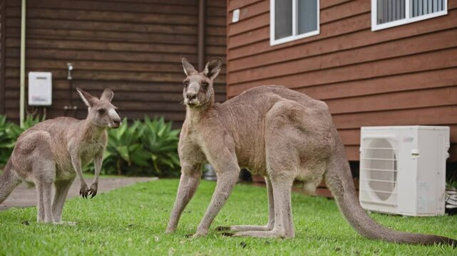 A kangaroo is captured mid-hop as it moves from the paved road onto the grassy area. Its powerful hind legs and strong tail are prominently displayed,