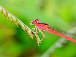 Red dragonfly perched on green grass. Small red dragonfly on blurry green background