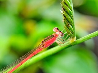 Red dragonfly perched on green grass. Small red dragonfly on blurry green background