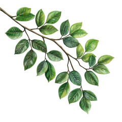 Fototapeta premium Vibrant green branch with lush leaves isolated on leaf plant fresh flora on transparent background