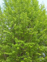 若葉の銀杏の大木