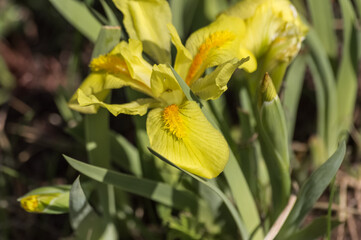 Beautiful yellow iris flowers blooming in the springtime garden