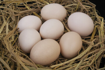 Close up of chicken eggs in nest.