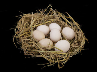 Bird nest with seven eggs on black background.	