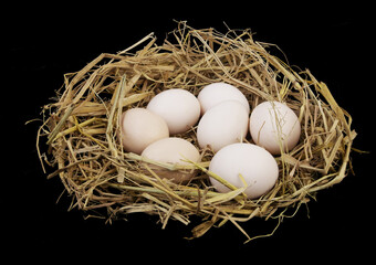 Bird nest with chicken eggs on black background.