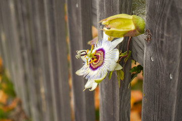 Blue passionflower (Passiflora caerulea) flower growing through a wooden fence to lean closer to the sun
