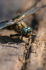 Close-up view of a dragonfly resting on a wooden surface, highlighting intricate details and vibrant colors while blending seamlessly into its natural environment