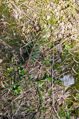 Nature's Cycle: Fallen Evergreen on Mossy Forest Floor for Environmental Concepts
