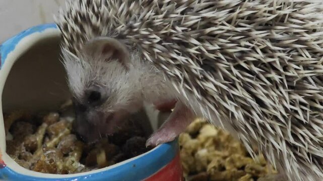 African pygmy hedgehog eats crispy worm.