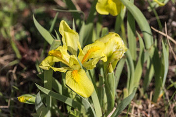 Flowers of yellow iris on a meadow in spring.