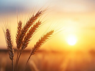Wheat stalks at sunset