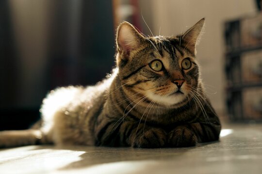 Tabby cat relaxing in sunlight