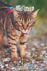 Bengal cat explores a lush garden on a leash while wearing a charming floral crown during the...
