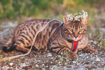 Bengal cat enjoying an outdoor adventure with a flower crown and leash on a sunny day in a lush green setting