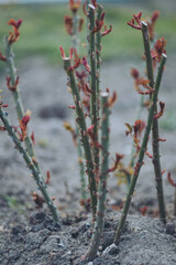 New growth emerges from freshly pruned rose bushes in springtime garden, promising vibrant blooms and lush greenery ahead