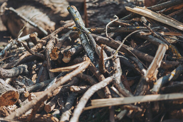 Sticks and branches gathered on the forest floor create a textured tapestry of nature's bounty under the sun in early autumn