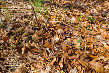 Autumn Forest Floor Texture for Nature and Seasonal Design Projects