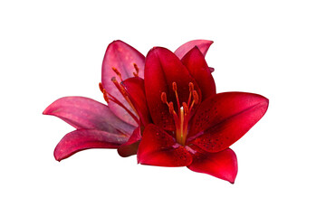 Freigestellte rote Lilien Blüte. © SA