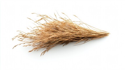 Professional Forced Perspective Vetiver Grass Isolated on White Background