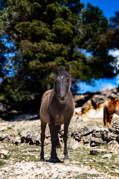 Caballo salvaje marr&oacute;n negro