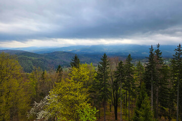 Serene Spring Forest Landscape with Lush Greenery and Overcast Sky