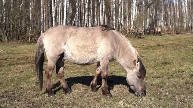 Rebred Tarpan Horses Running Wild in the Naliboki Forest
