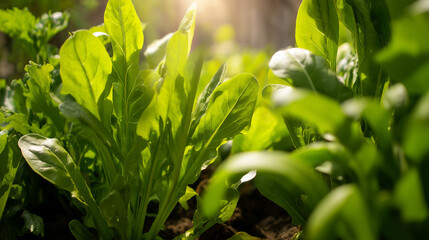Vibrant plants nourished by fish emulsion