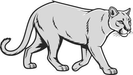Obraz premium cougar Line Drawing Isolated on White Background Vector