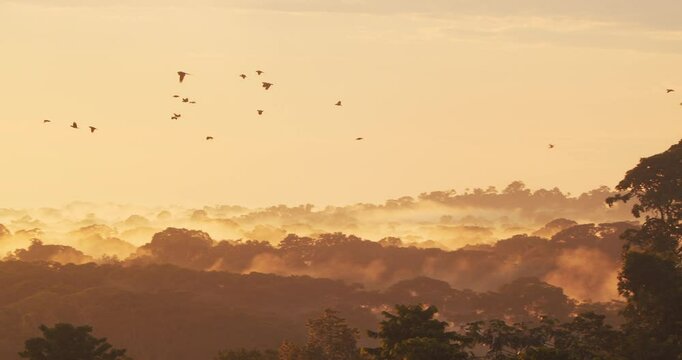Twilight falls as parrots fly above the misty jungle of Peru&rsquo;s rainforest in serene formation. returning to their roost
