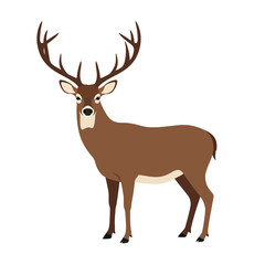 Vector illustration of deer in cartoon flat style. Male or female deer wild life animal isolated in white background. Cute different poses deer with long horns for logo, icon, infographic, symbol
