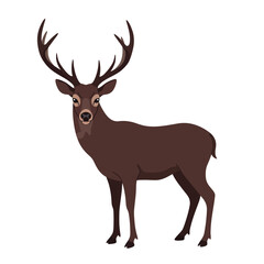 Vector illustration of deer in cartoon flat style. Male or female deer wild life animal isolated in white background. Cute different poses deer with long horns for logo, icon, infographic, symbol